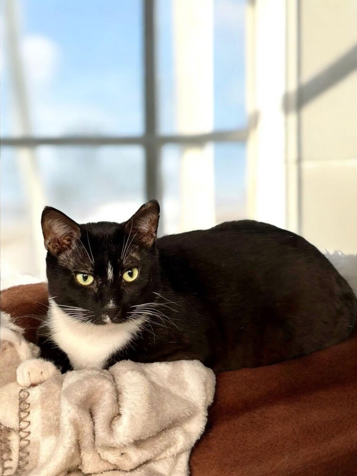 Memphis, a Adoptable Domestic Short Hair in Champaign, IL image 2/3