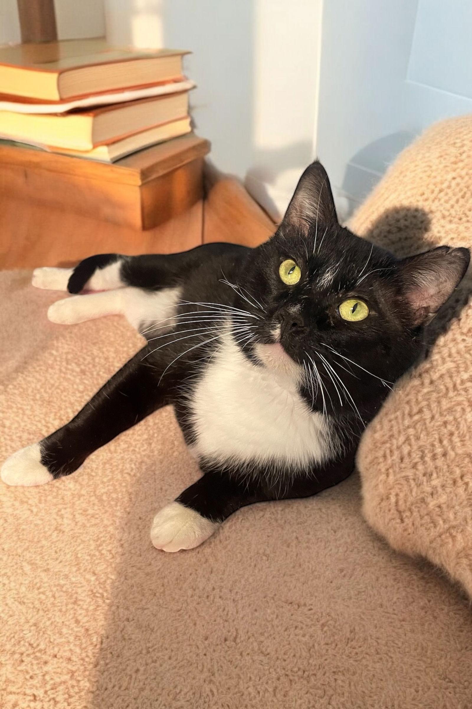 Memphis, a Adoptable Domestic Short Hair in Champaign, IL image 3/3