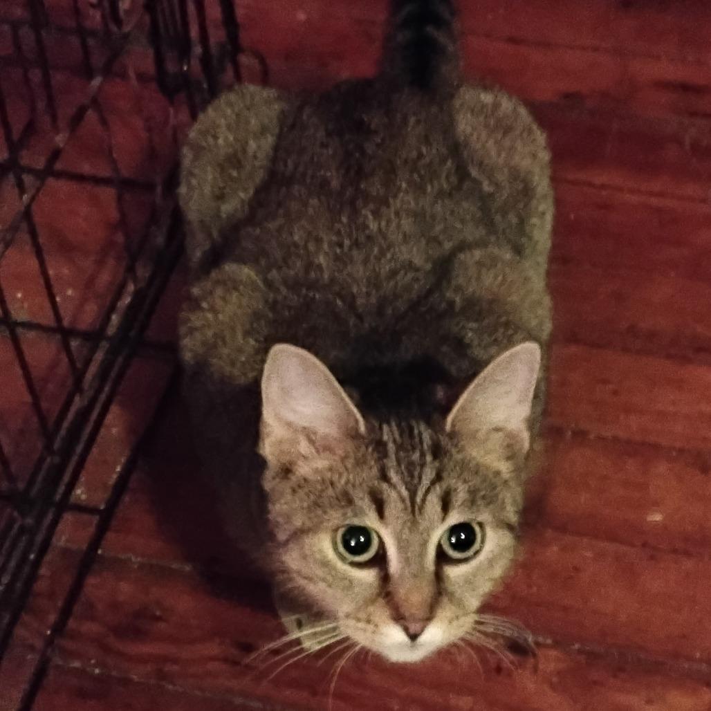 Xena, Adoptable, Young Female American Shorthair.