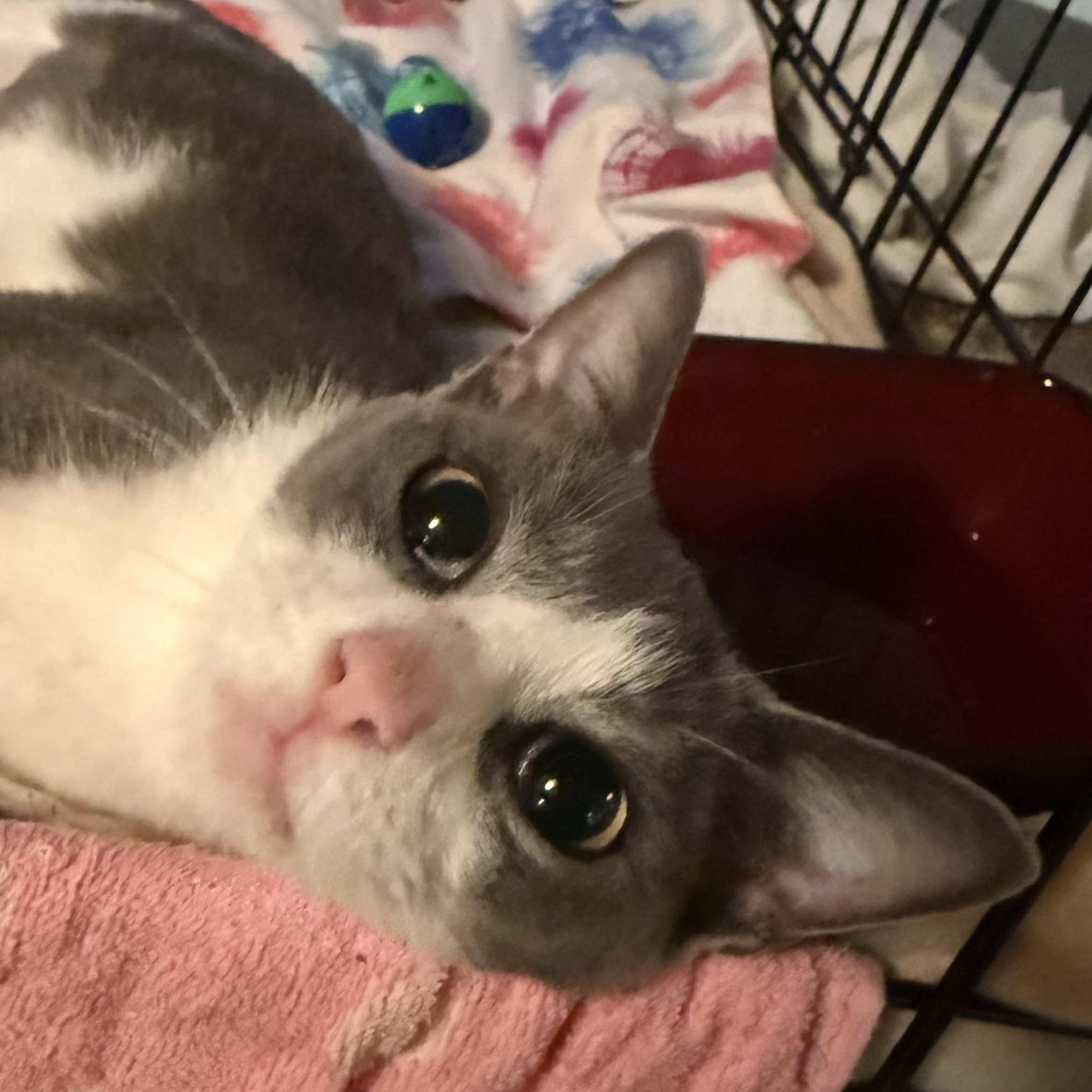 Miss Roly-Poly, Adoptable, Young Female Domestic Short Hair.