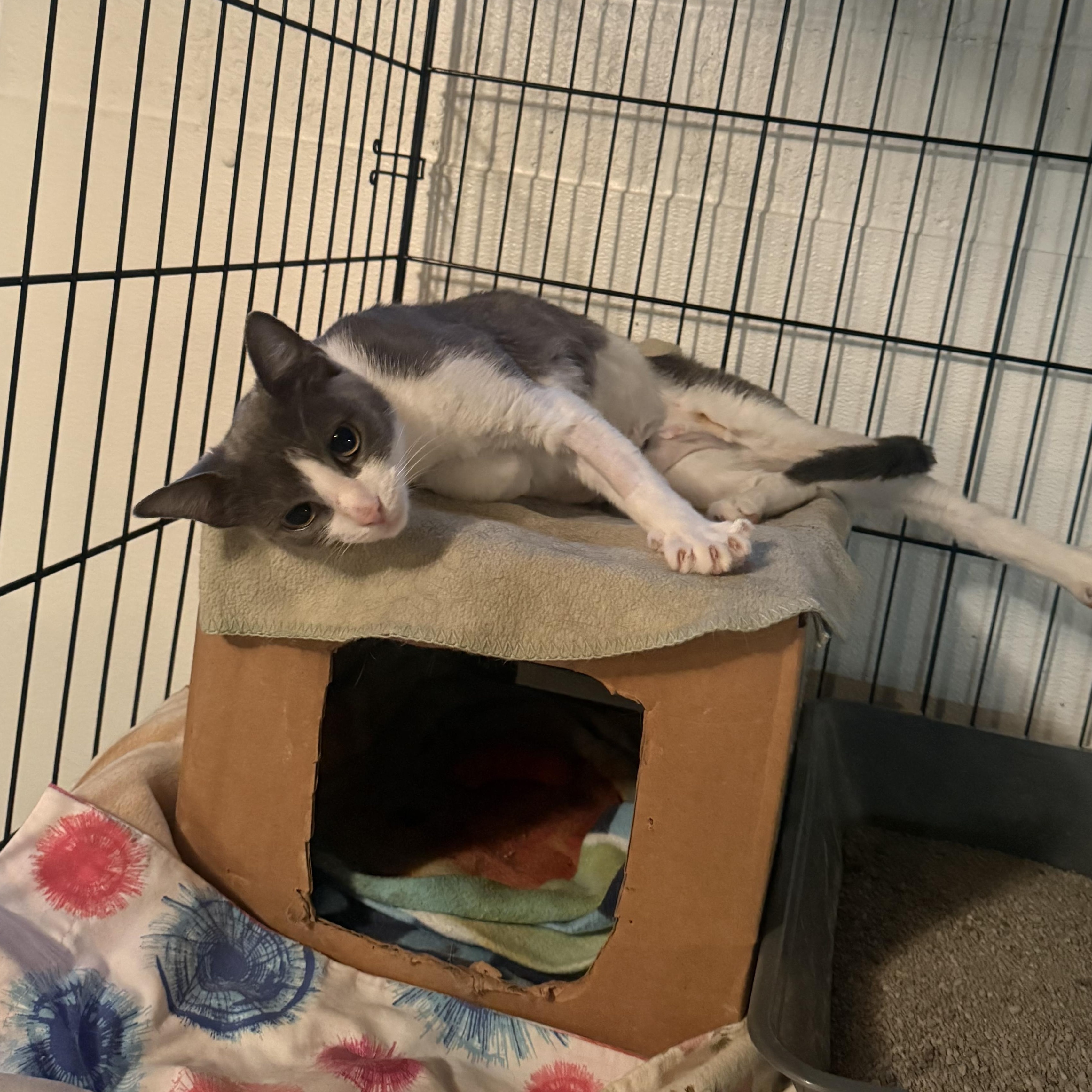 Enlarge Miss Roly-Poly, a Adoptable Domestic Short Hair in Buffalo, NY image 4/5