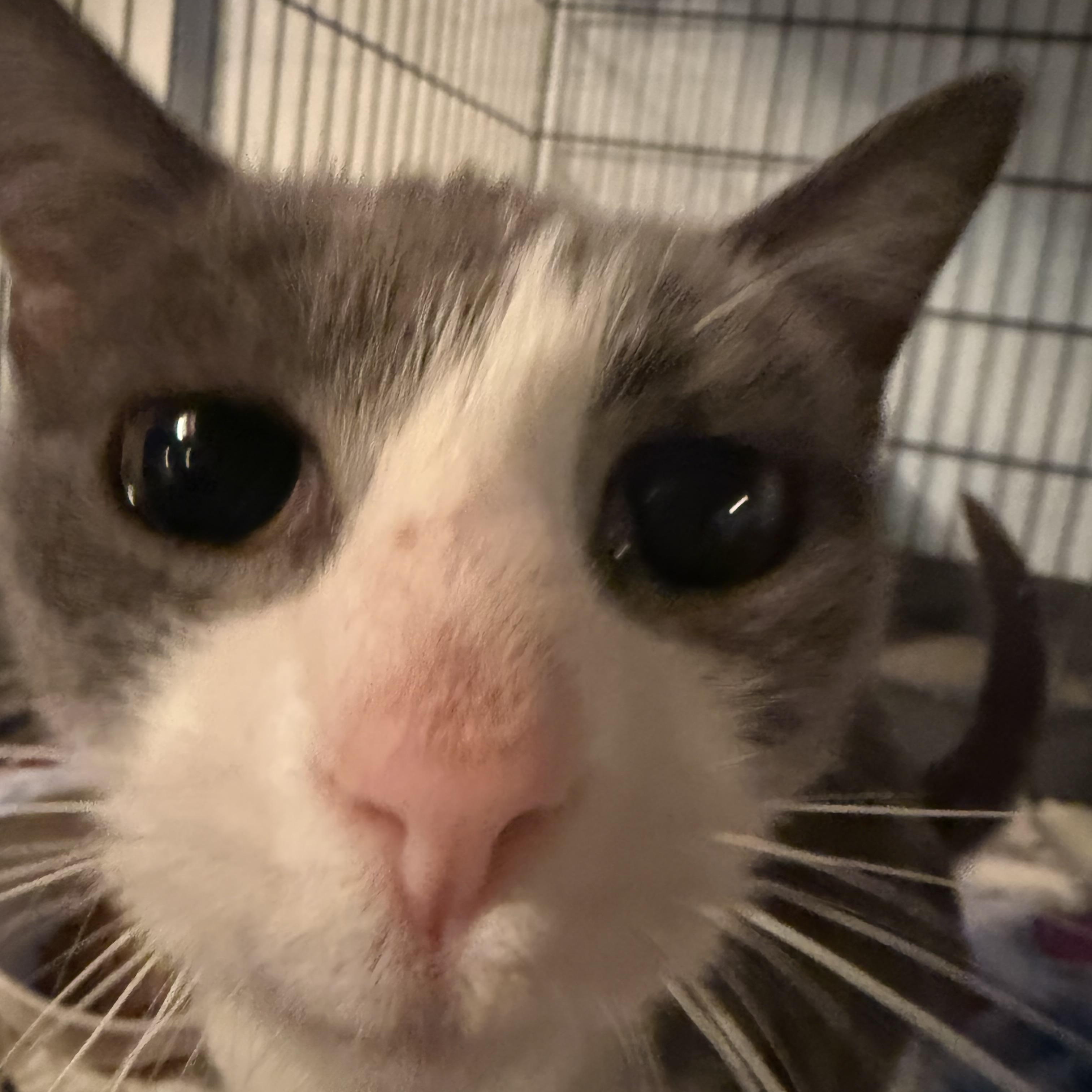 Enlarge Miss Roly-Poly, a Adoptable Domestic Short Hair in Buffalo, NY image 5/5