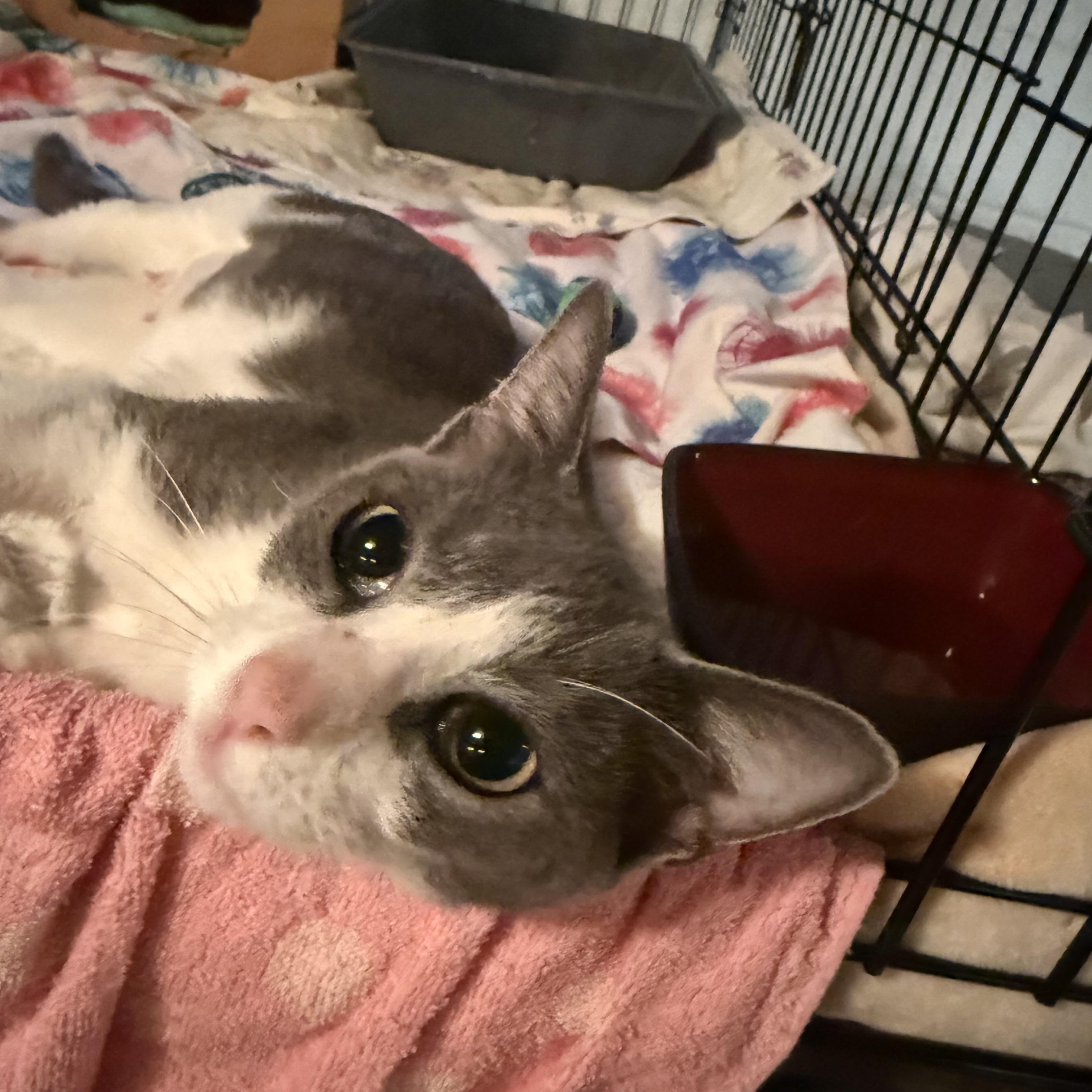 Enlarge Miss Roly-Poly, a Adoptable Domestic Short Hair in Buffalo, NY image 3/5