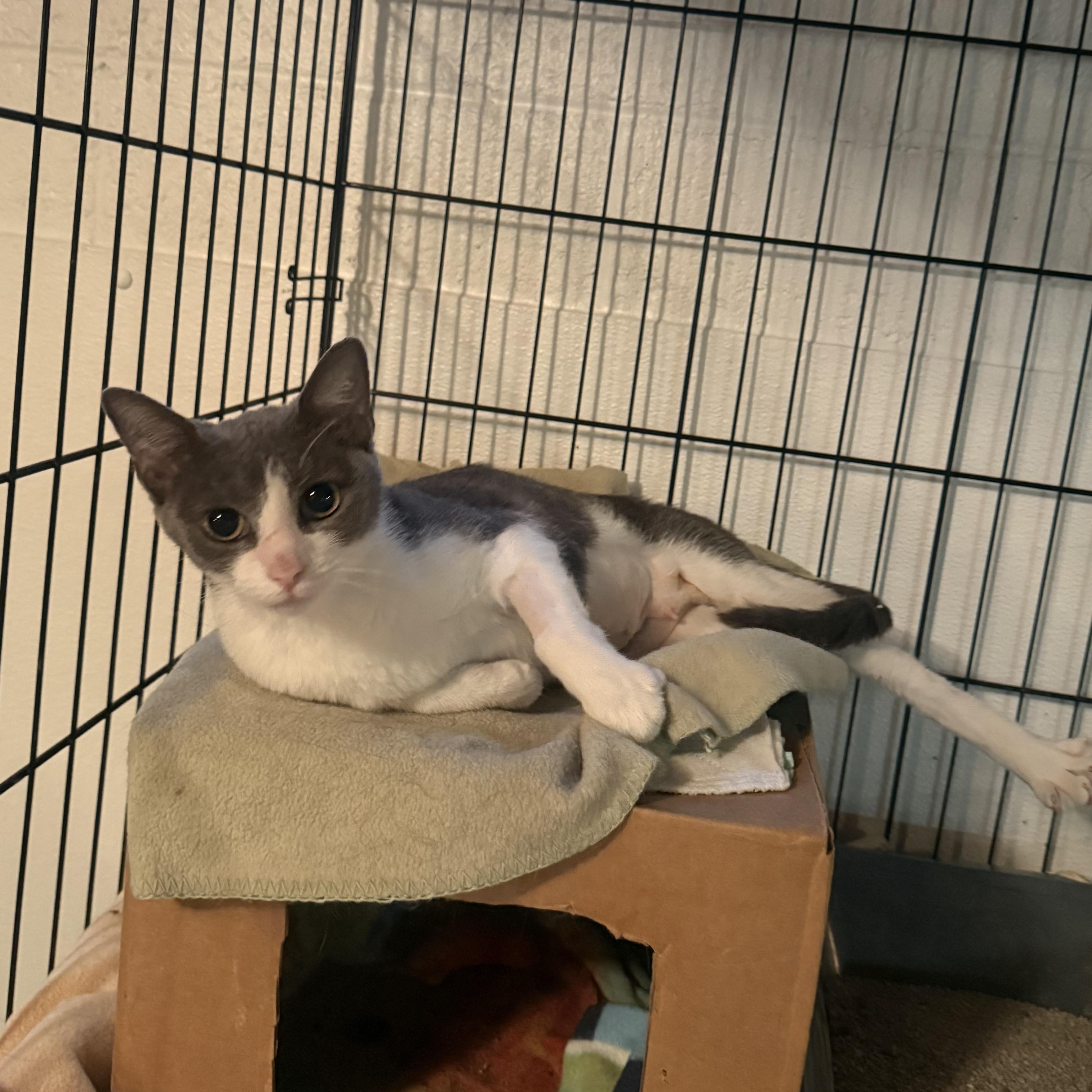 Enlarge Miss Roly-Poly, a Adoptable Domestic Short Hair in Buffalo, NY image 2/5