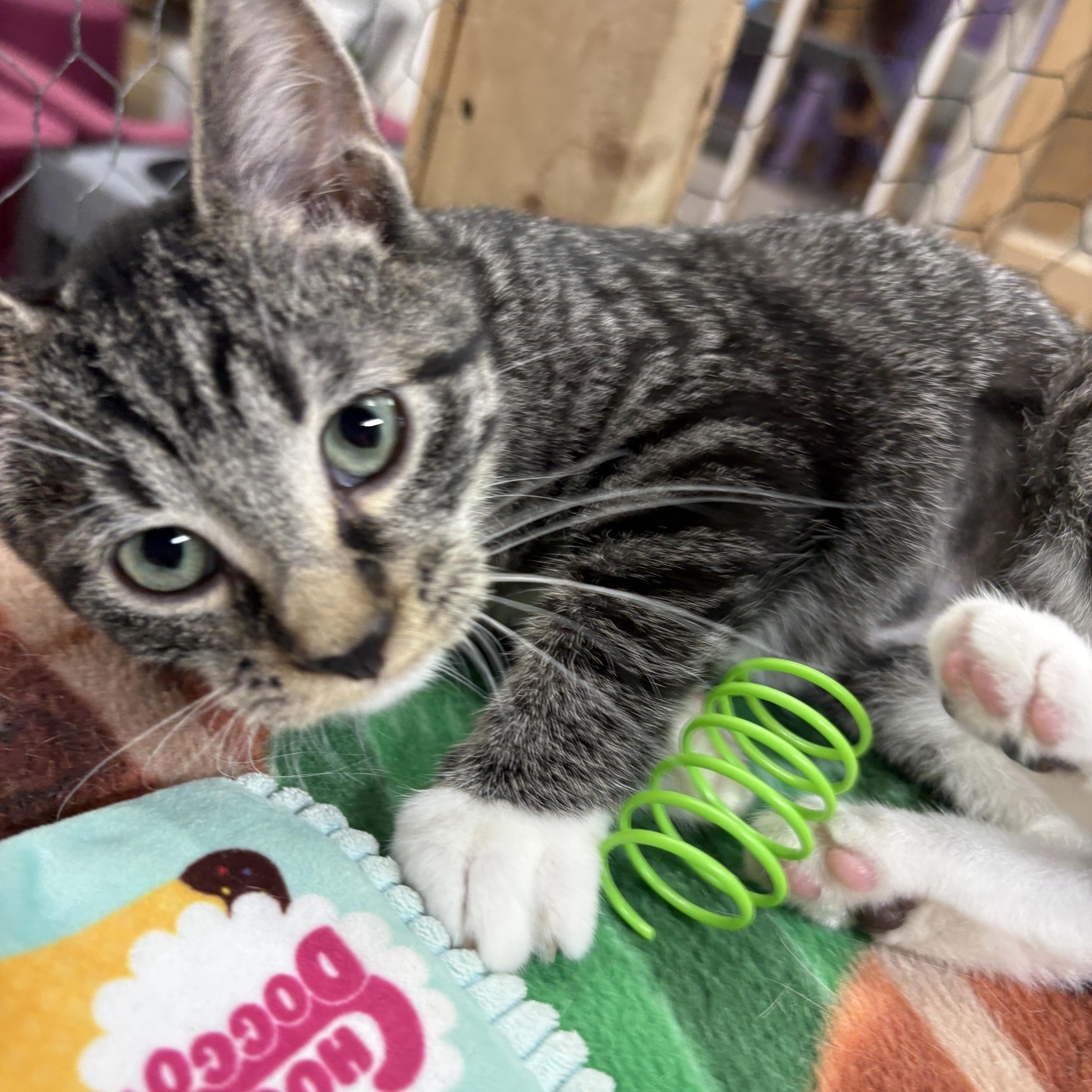 Dixie, Adoptable, Kitten Female Domestic Short Hair.