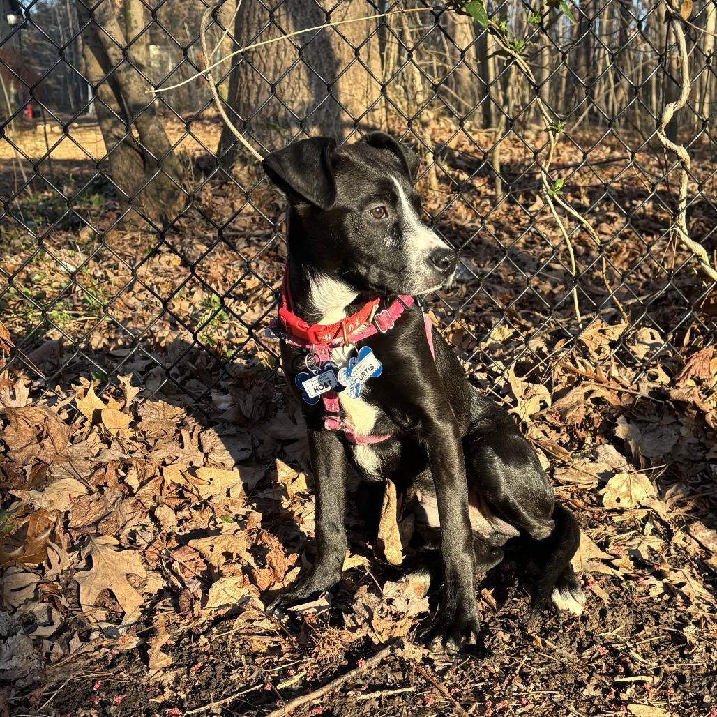 Enlarge Curtis, a Adoptable Labrador Retriever in Wake Forest, NC image 1/6