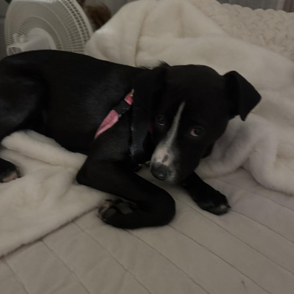 Enlarge Curtis, a Adoptable Labrador Retriever in Wake Forest, NC image 2/6