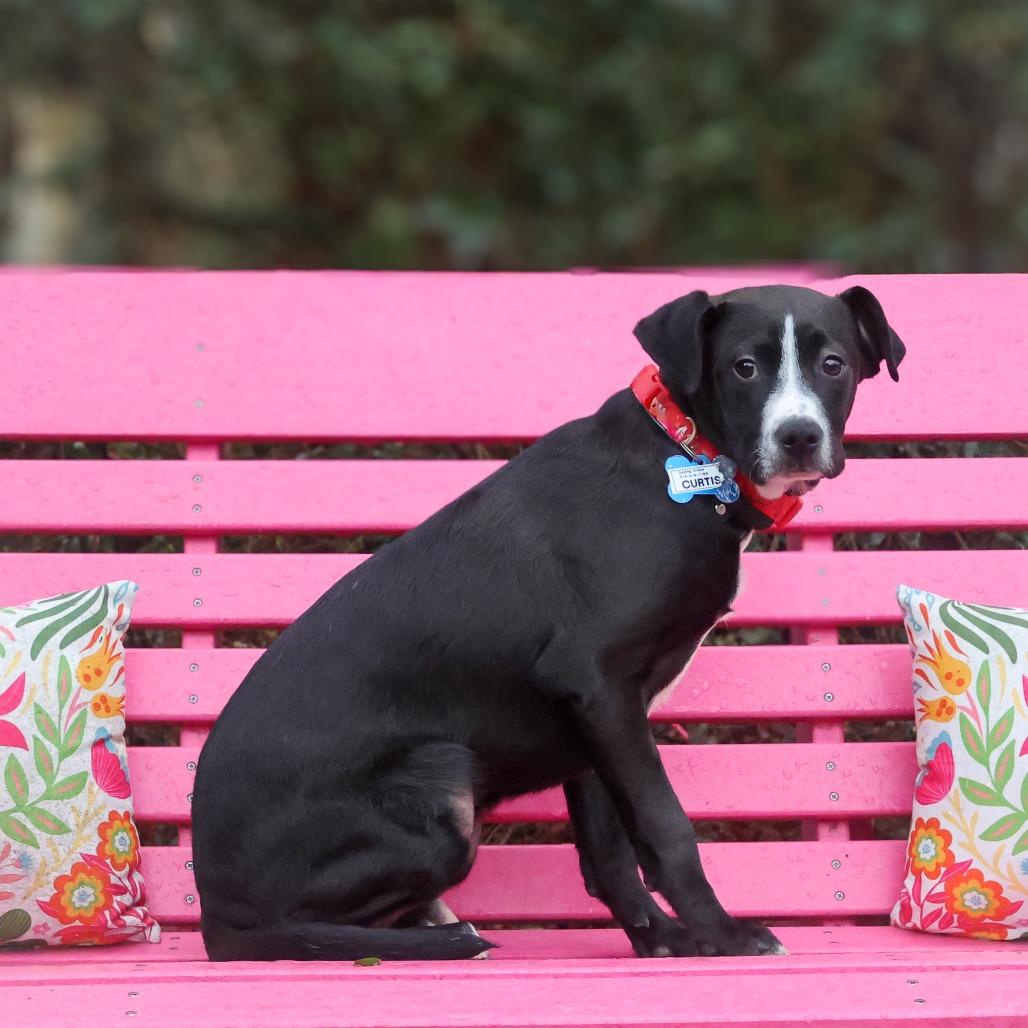 Enlarge Curtis, a Adoptable Labrador Retriever in Wake Forest, NC image 3/6