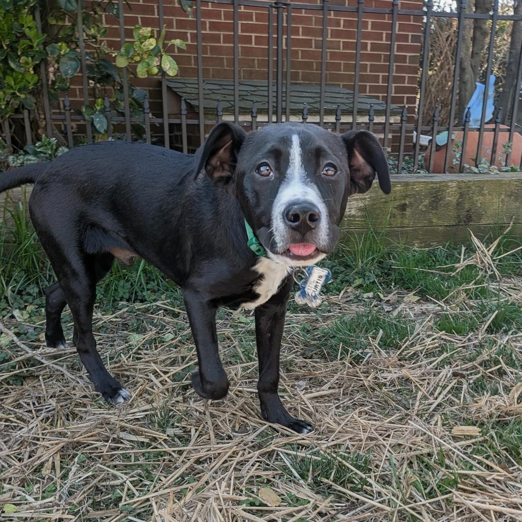 Enlarge Curtis, a Adoptable Labrador Retriever in Wake Forest, NC image 4/6