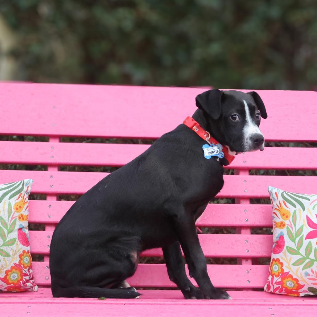 Enlarge Curtis, a Adoptable Labrador Retriever in Wake Forest, NC image 5/6