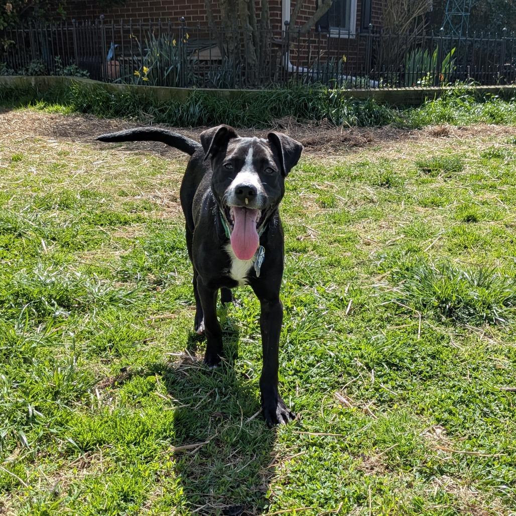 Enlarge Curtis, a Adoptable Labrador Retriever in Wake Forest, NC image 6/6