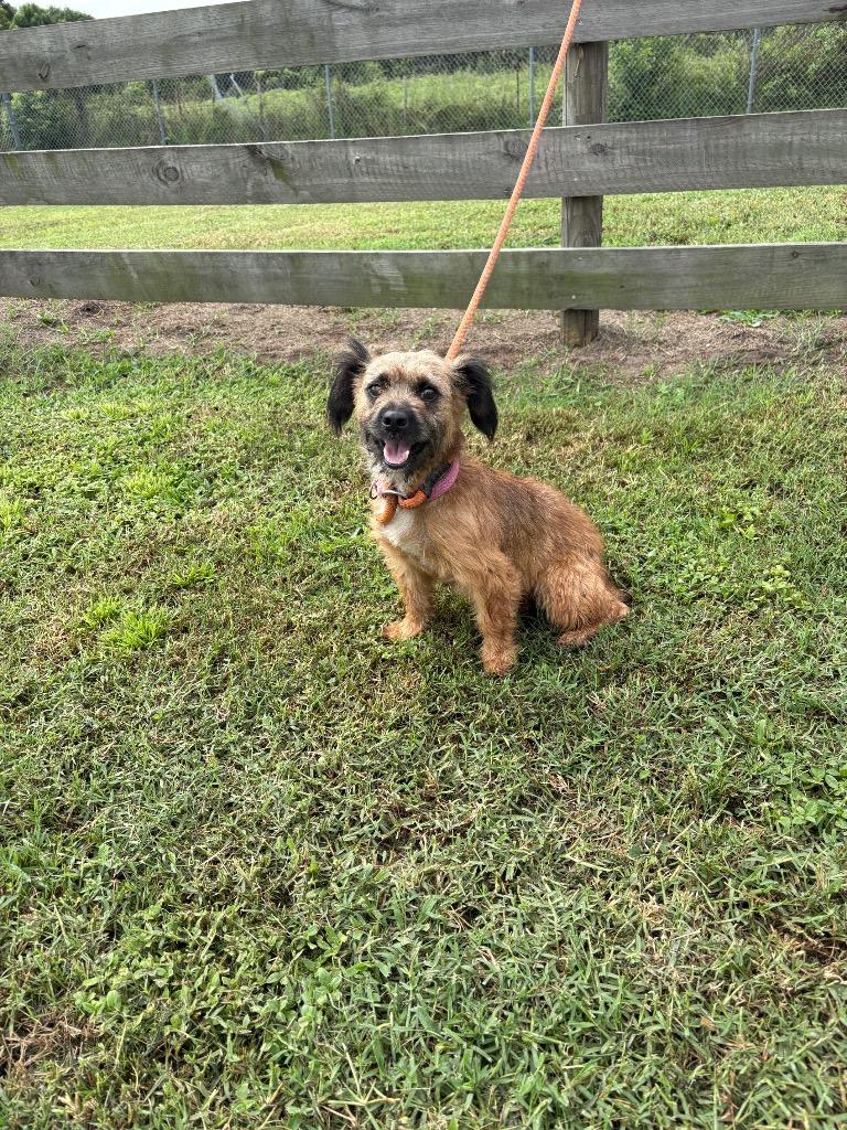 Puddin', Adoptable, Young Female Terrier.