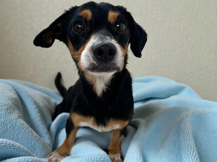 Enlarge Manguito, a ADOPTABLE Mixed Breed in Bucerias, NAY image 1/5