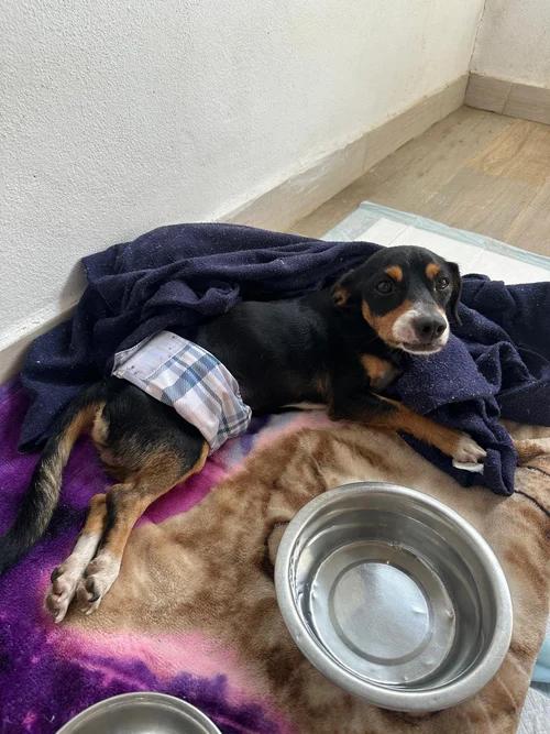 Enlarge Manguito, a ADOPTABLE Mixed Breed in Bucerias, NAY image 4/5