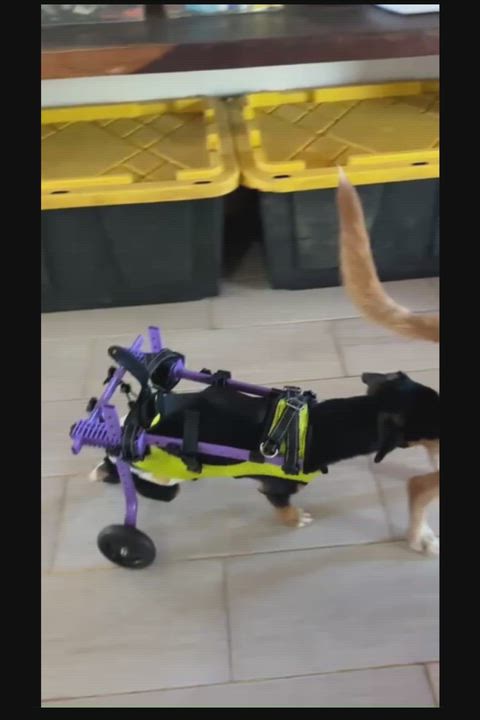 Enlarge Manguito, a ADOPTABLE Mixed Breed in Bucerias, NAY video 2/5