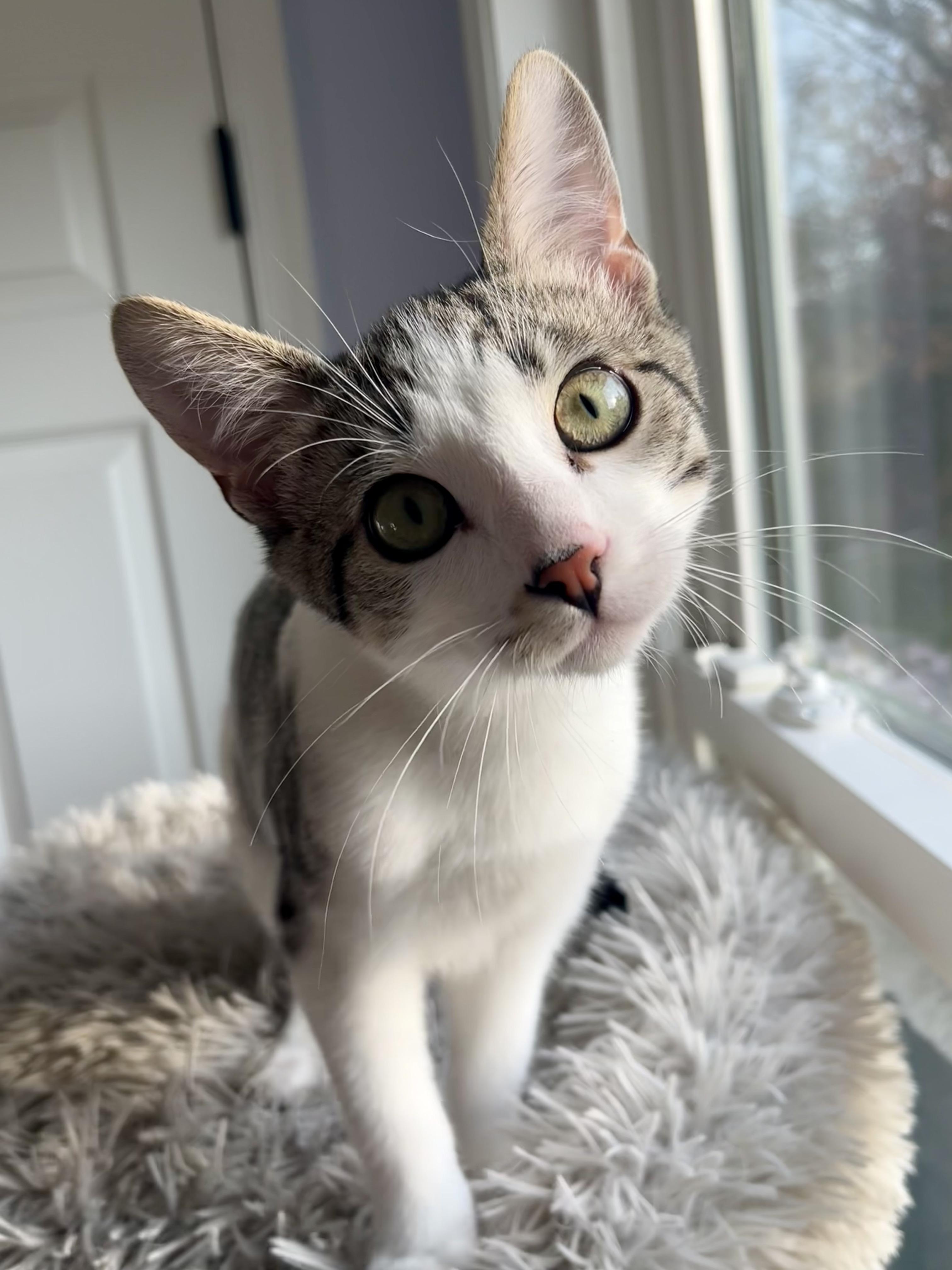 Enlarge Apricot (& Blackberry), a Adoptable Domestic Short Hair in Leesburg, VA image 4/6