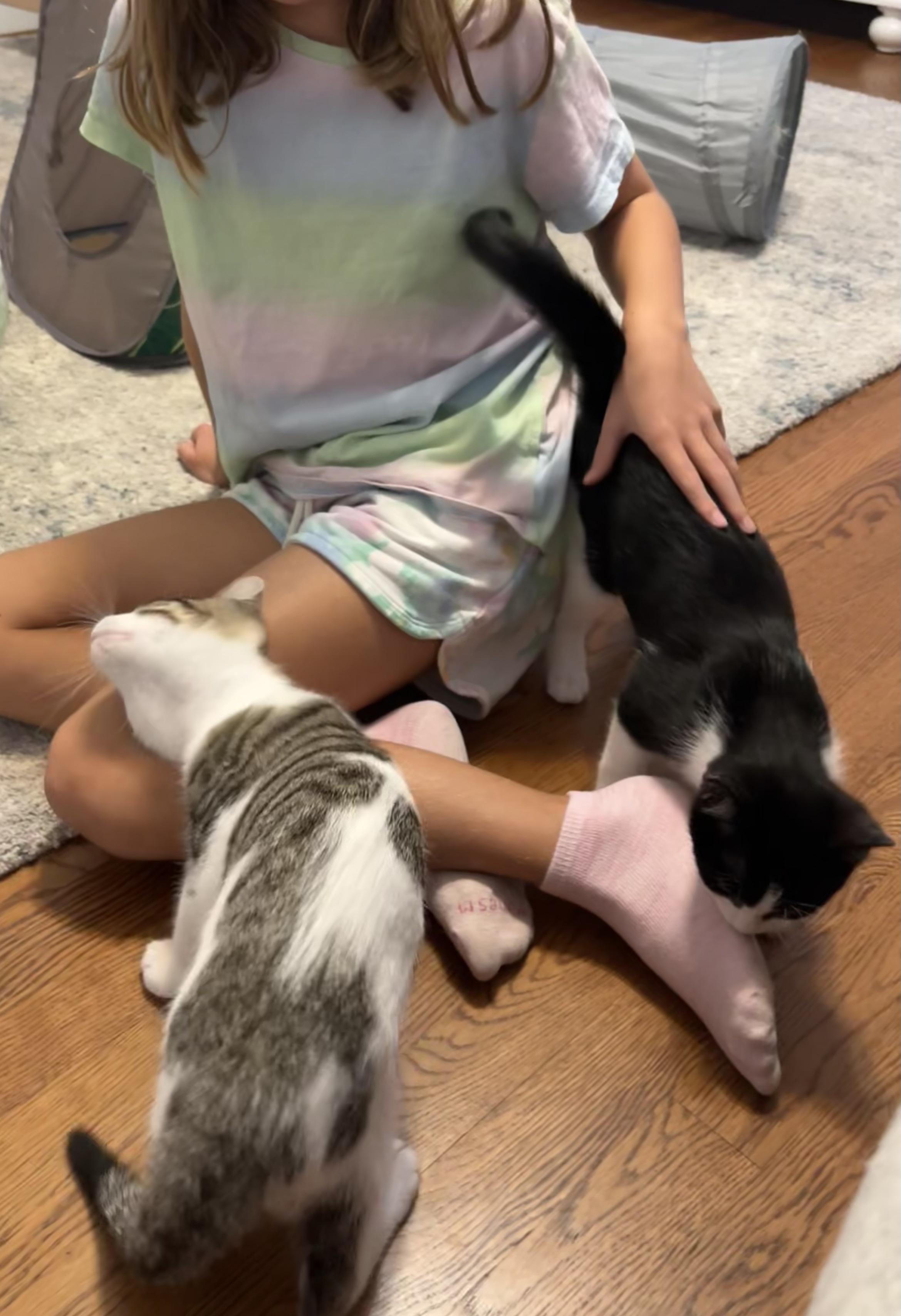 Enlarge Apricot (& Blackberry), a Adoptable Domestic Short Hair in Leesburg, VA image 5/6