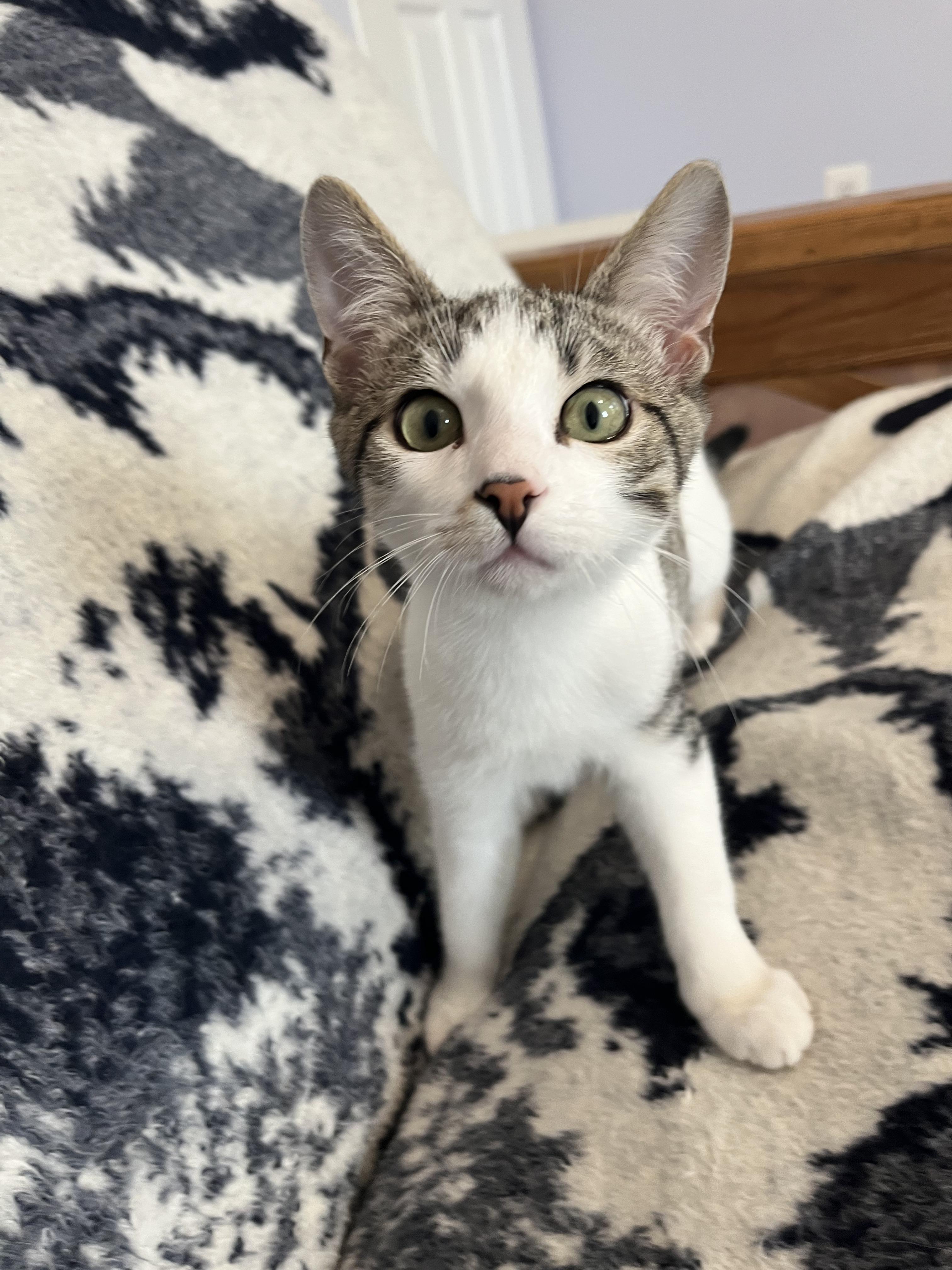 Enlarge Apricot (& Blackberry), a Adoptable Domestic Short Hair in Leesburg, VA image 3/6