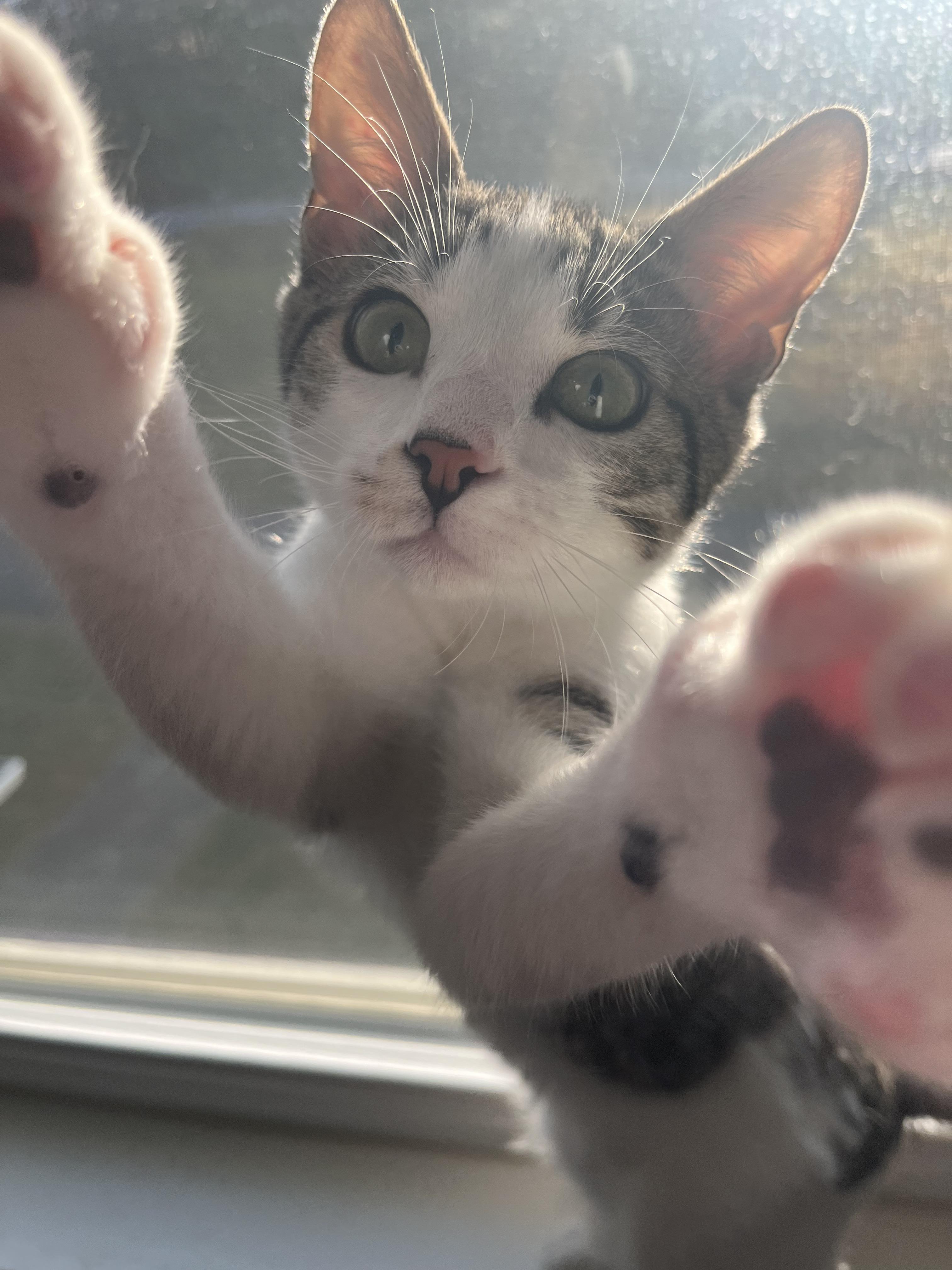 Apricot (& Blackberry), Adoptable, Kitten Male Domestic Short Hair.