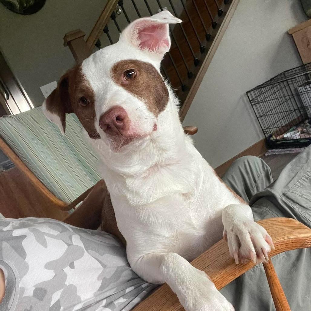 Sara, a Adoptable mixed breed in Alma, WI image 1/6