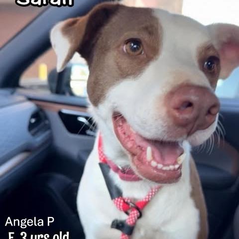 Sara, a Adoptable mixed breed in Alma, WI image 2/6