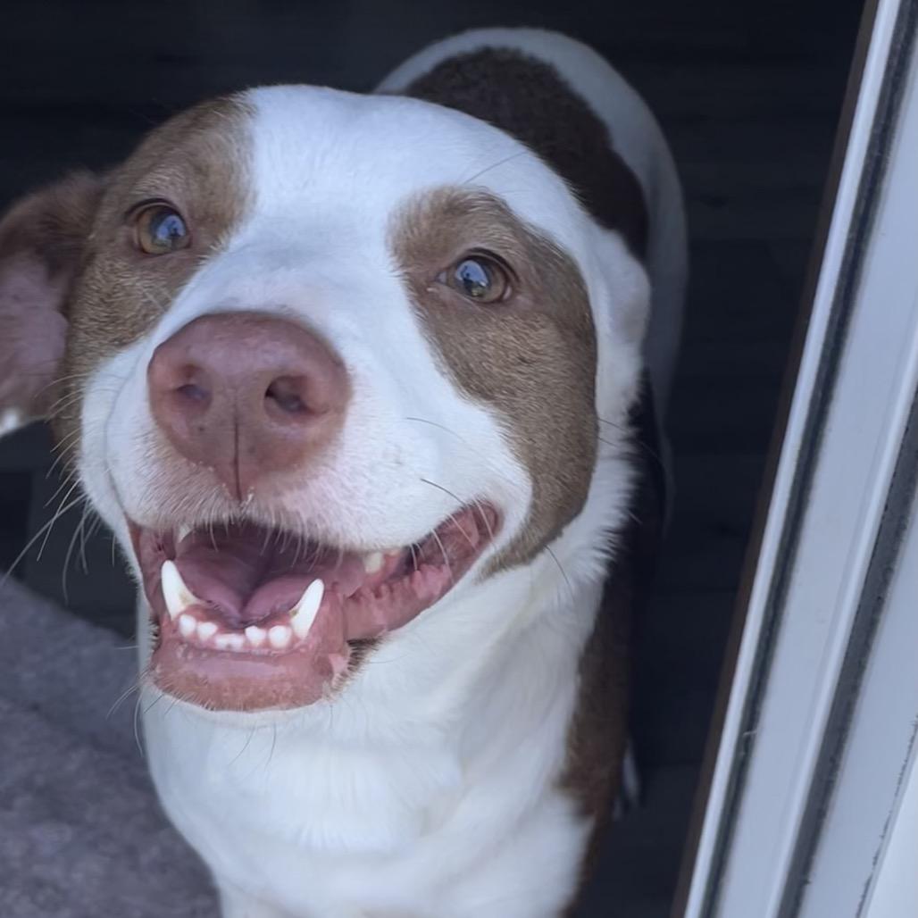 Sara, a Adoptable mixed breed in Alma, WI image 3/6