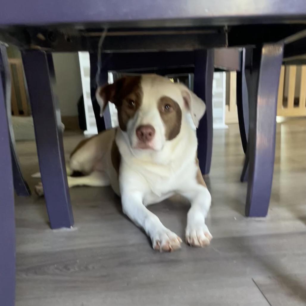 Sara, a Adoptable mixed breed in Alma, WI image 5/6