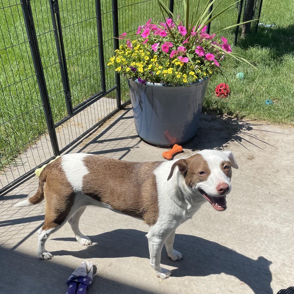 Sara, a Adoptable mixed breed in Alma, WI image 6/6
