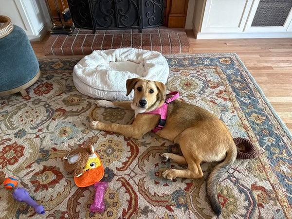 Kelsey, a Adoptable mixed breed in Santa Clara, CA image 1/4