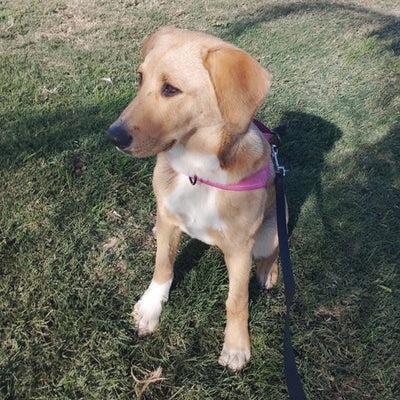 Kelsey, a Adoptable mixed breed in Santa Clara, CA image 2/4