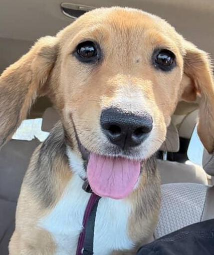 Kelsey, Adoptable, Young Female Shepherd & Hound.