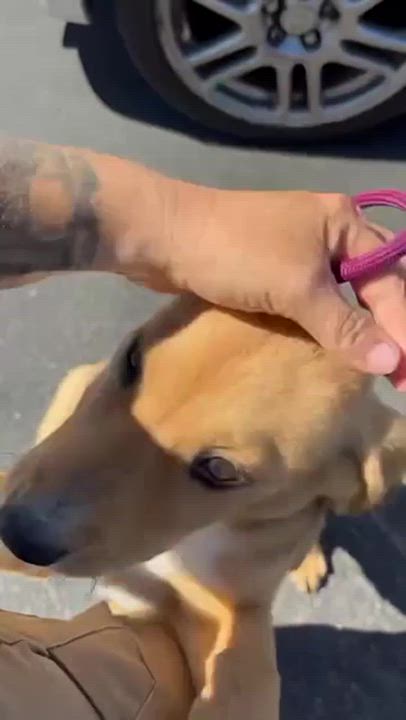 Enlarge Kelsey, a Adoptable mixed breed in Santa Clara, CA video 4/4