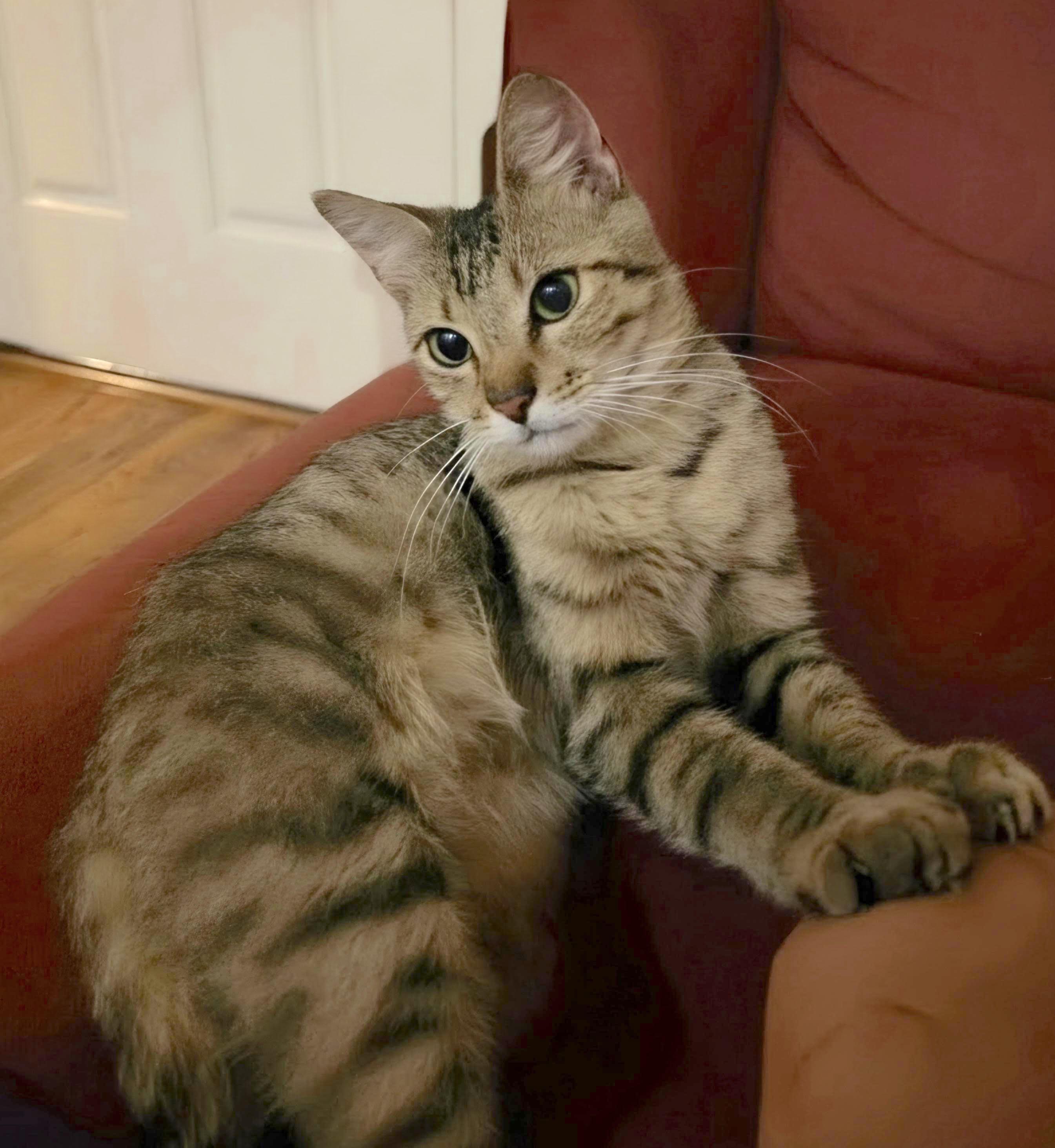 Hamish, adopted, Young Male Domestic Short Hair & Tabby.