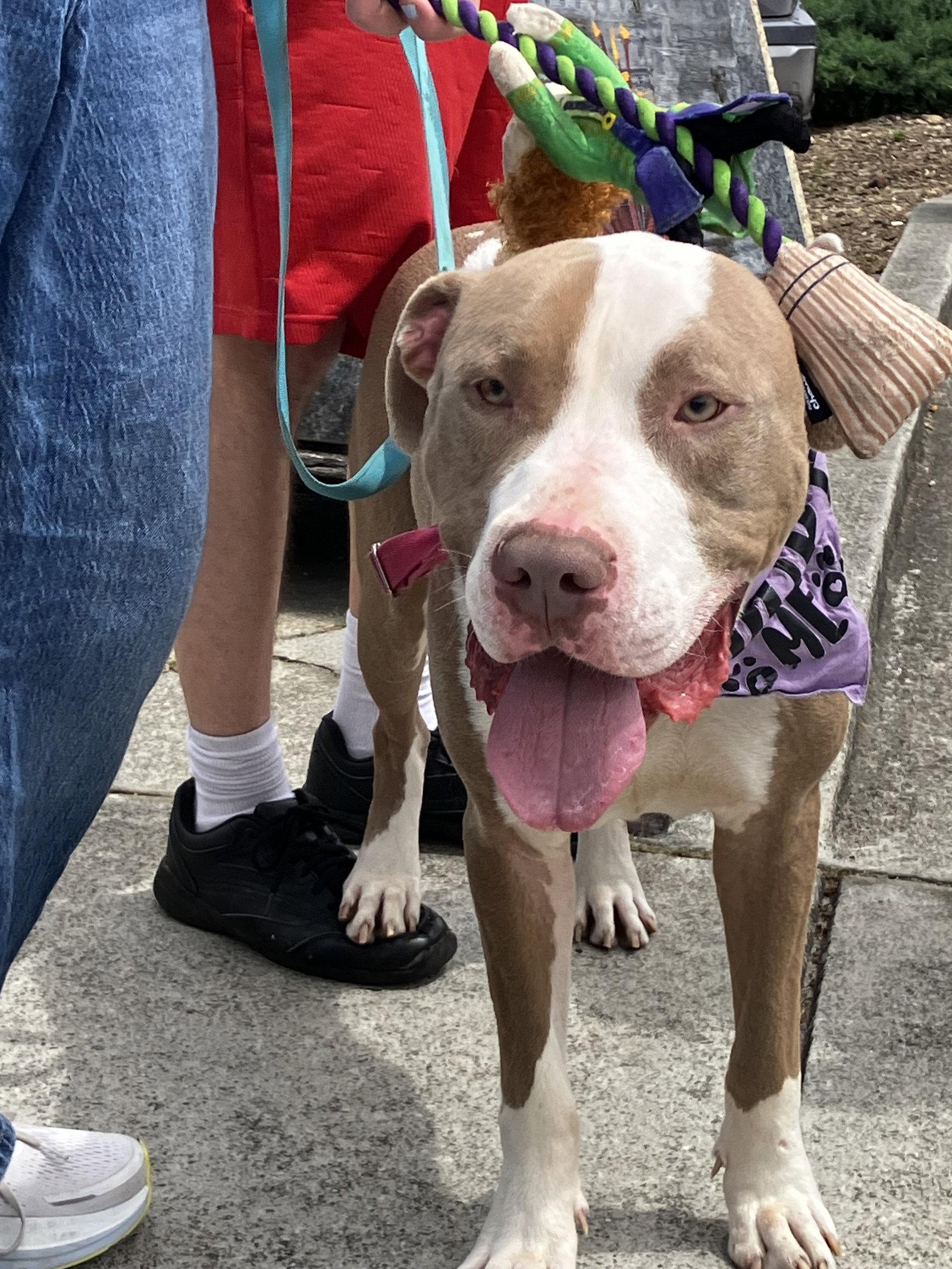Indy, Adoptable, Young Male American Bulldog & American Staffordshire Terrier.