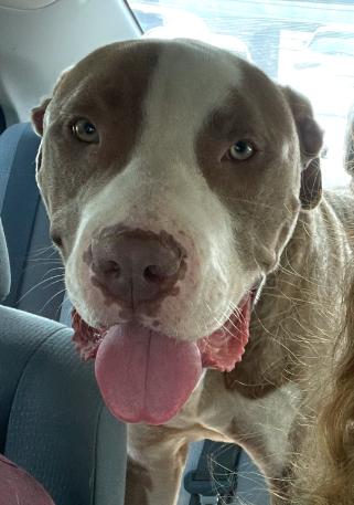 Indy, Adoptable, Young Male American Staffordshire Terrier & American Bulldog.