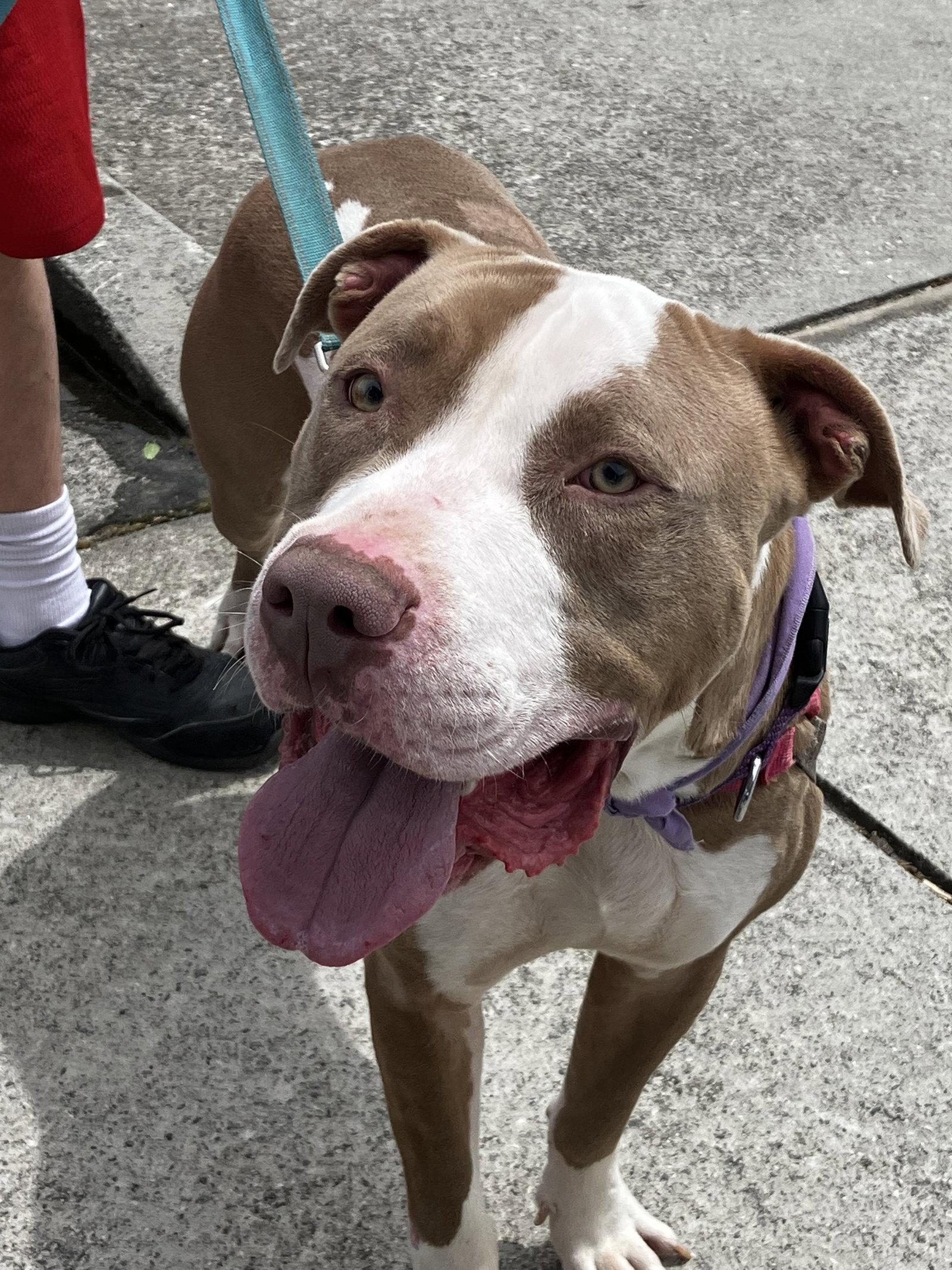 Enlarge Indy, a Adoptable mixed breed in Decatur, GA image 3/3