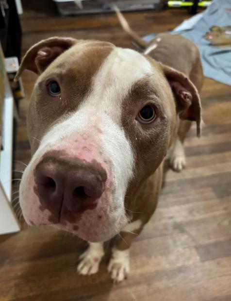 Indy, a Adoptable mixed breed in Decatur, GA image 2/3