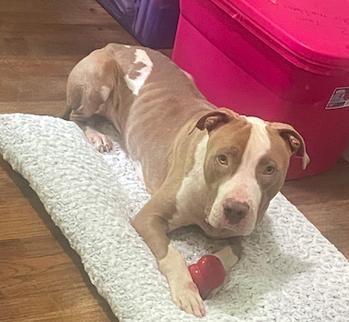 Indy, a Adoptable mixed breed in Decatur, GA image 2/3