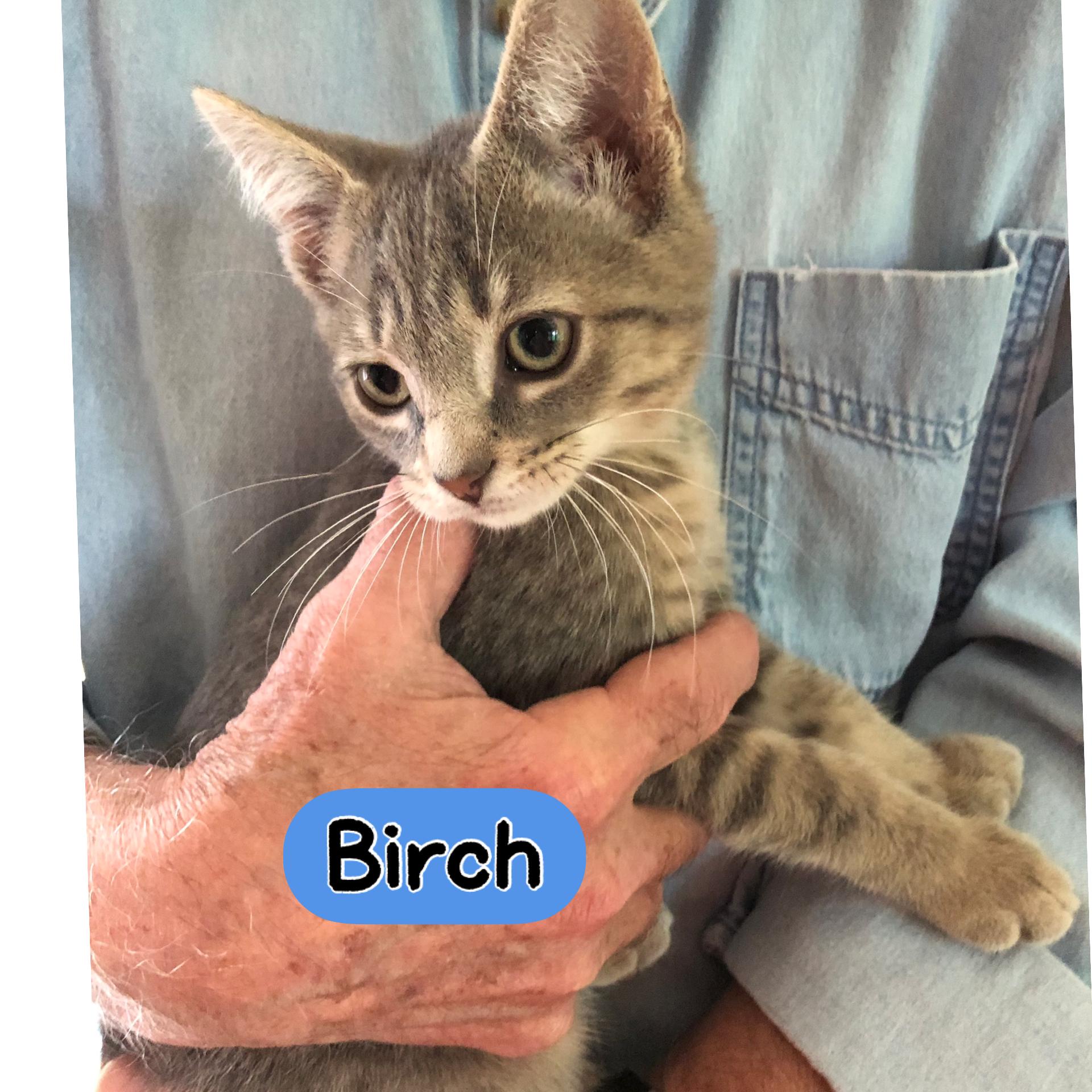 Birch, ADOPTABLE, Young Male Domestic Short Hair.