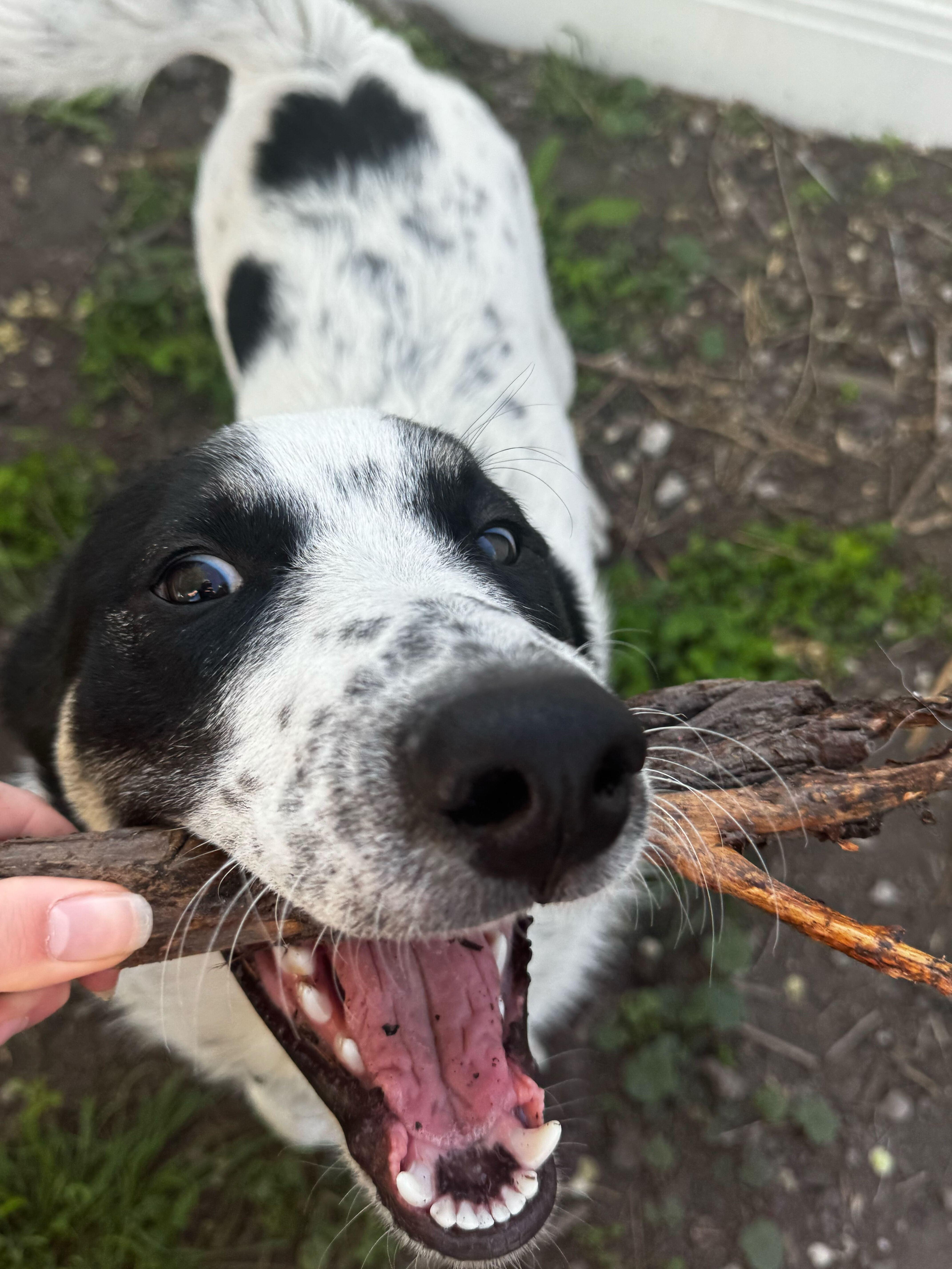 Enlarge Mac (Sumac), a Adopted mixed breed in Cottonwood Heights, UT image 1/6