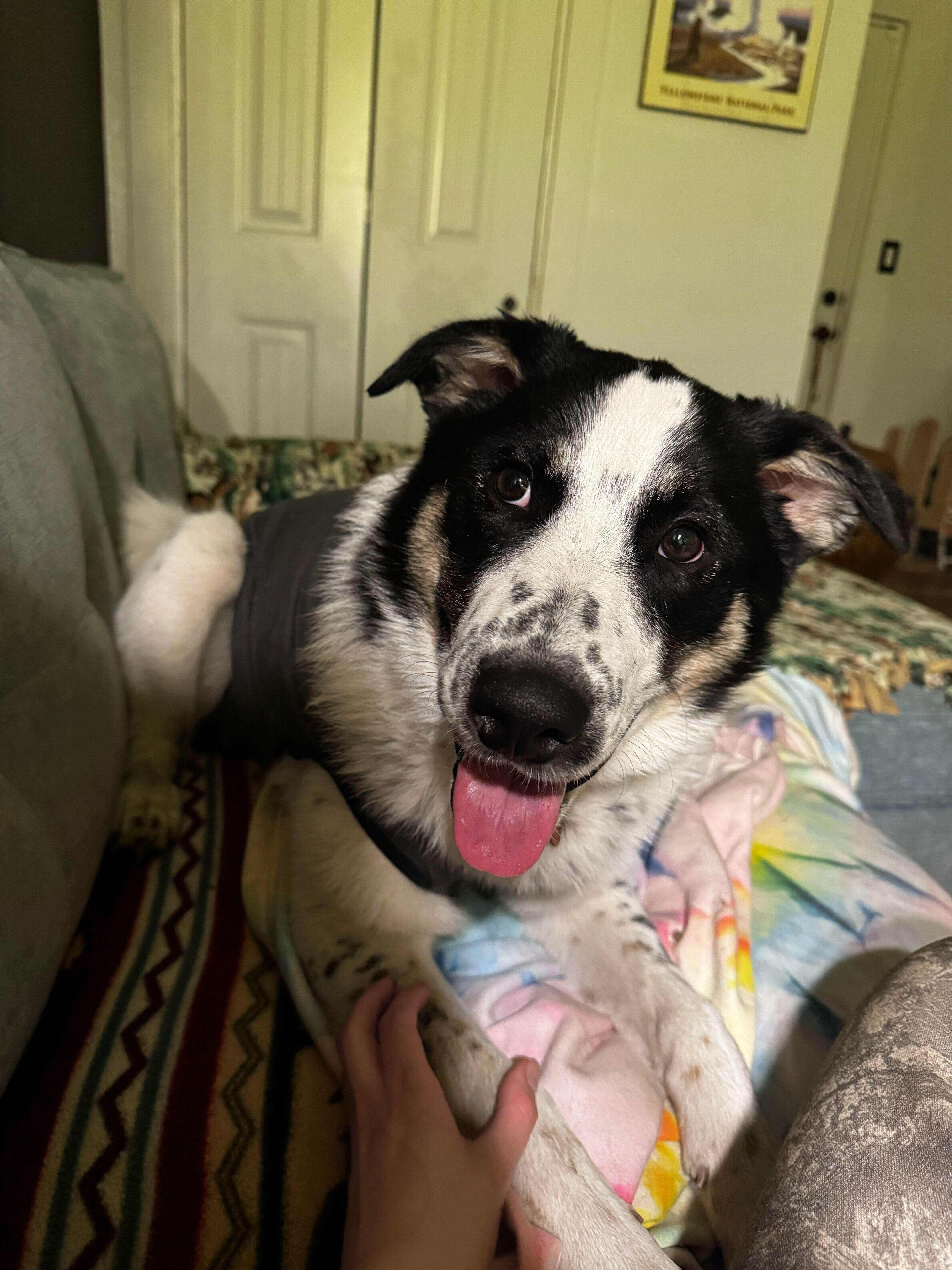 Enlarge Mac (Sumac), a Adopted mixed breed in Cottonwood Heights, UT image 2/6