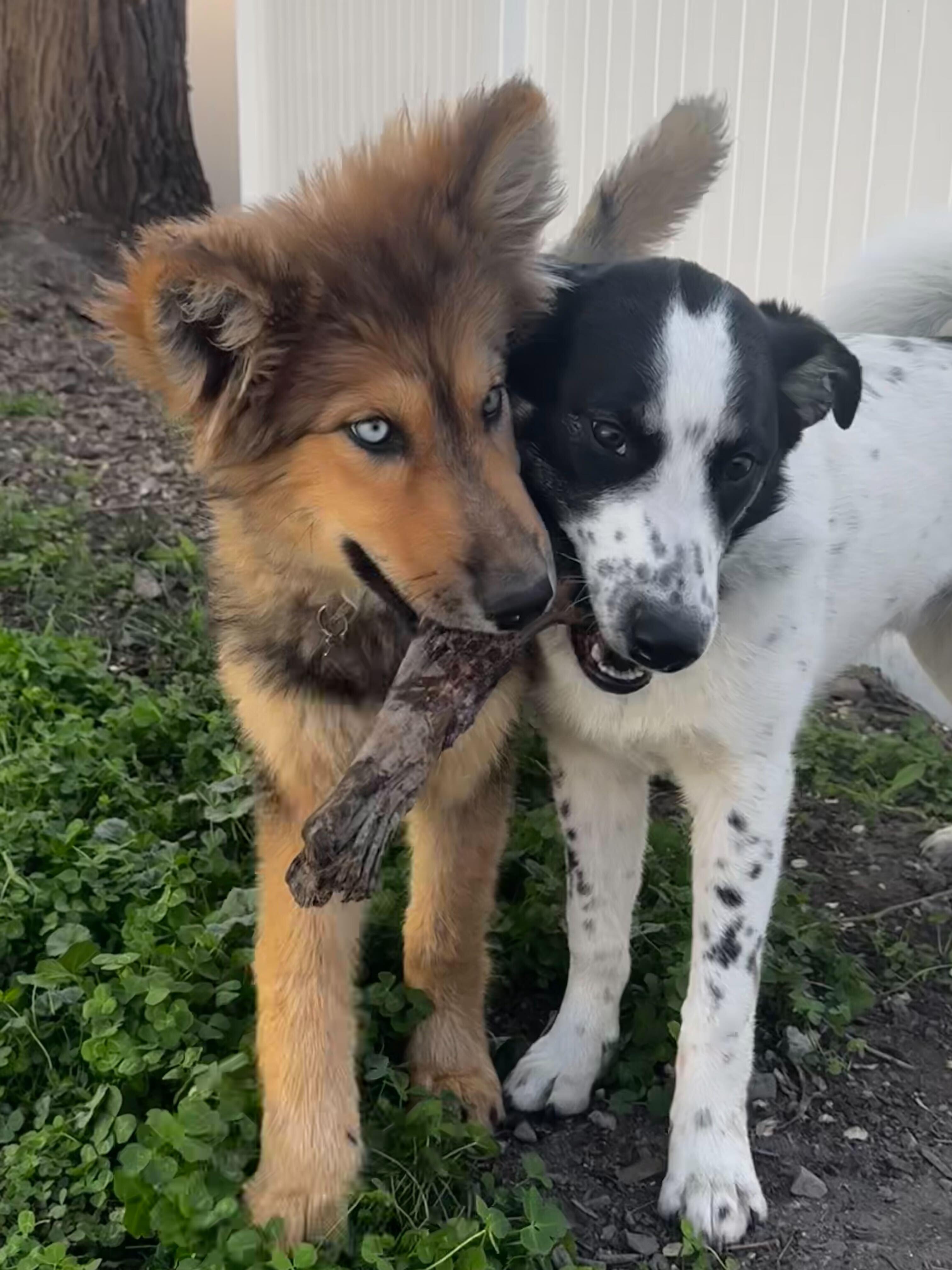 Enlarge Mac (Sumac), a Adopted mixed breed in Cottonwood Heights, UT image 3/6