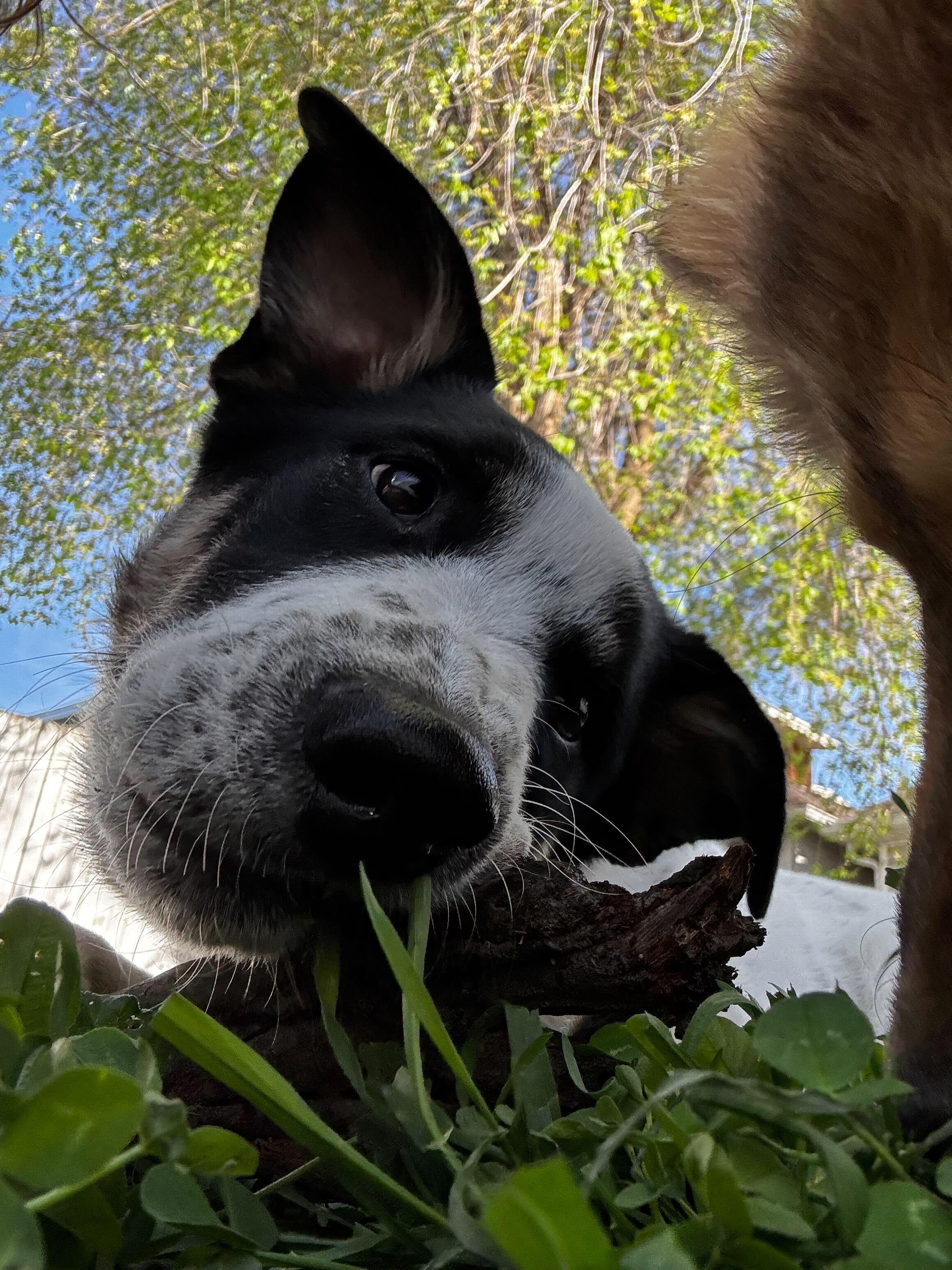 Enlarge Mac (Sumac), a Adopted mixed breed in Cottonwood Heights, UT image 4/6