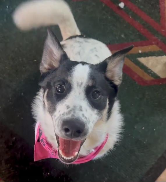 Enlarge Mac (Sumac), a Adopted mixed breed in Cottonwood Heights, UT image 6/6