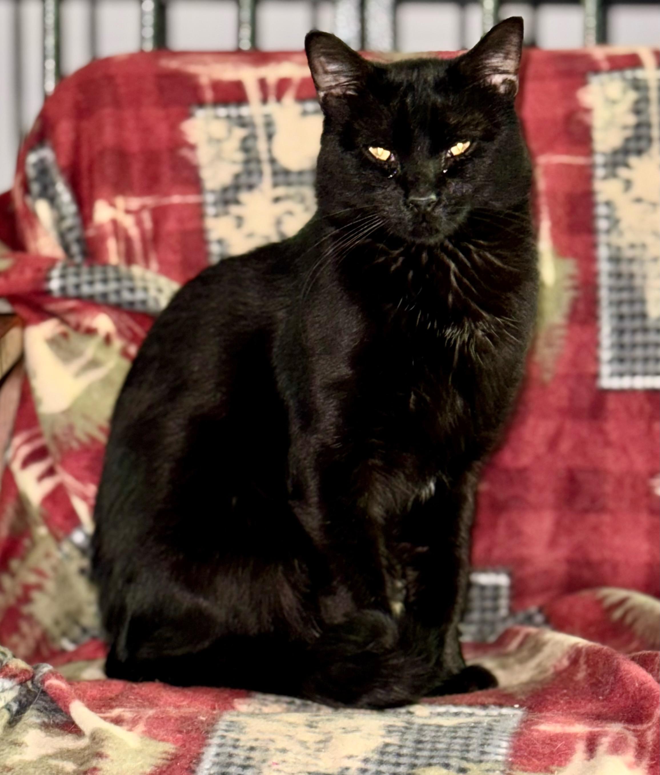 Enlarge Galaxy (bonded with Fable), a Adoptable Domestic Short Hair in St Paul, MN image 1/2
