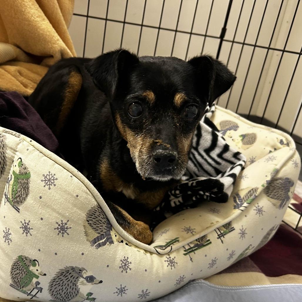 Enlarge Harold, a Adoptable Chihuahua in Yucaipa, CA image 1/1