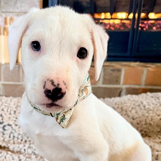 Hall, adopted, Puppy Male Labrador Retriever.