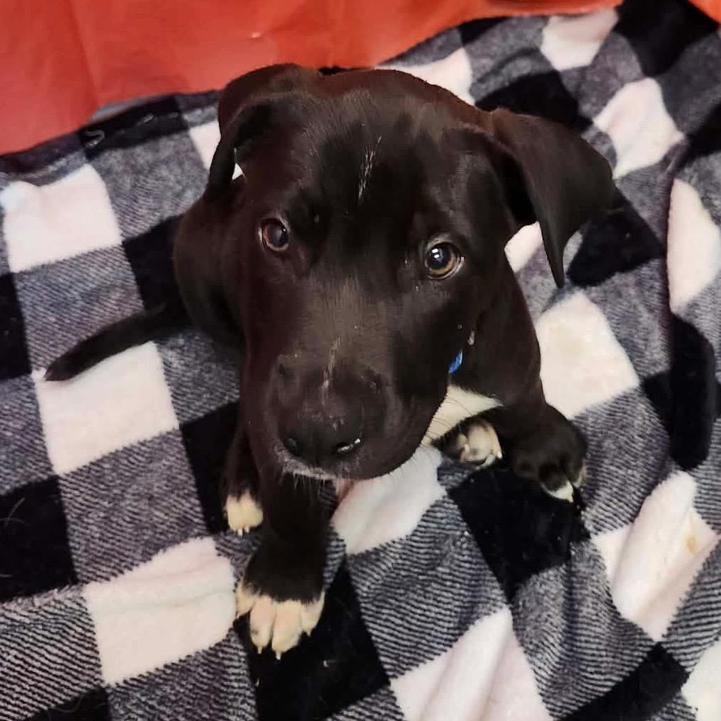 Enlarge Archiebald Macleash, a Adoptable Mixed Breed in Beckley, WV image 1/2