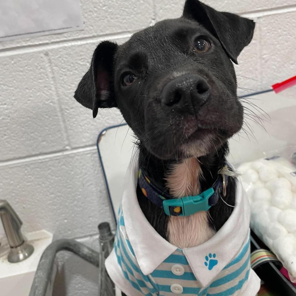 Enlarge Archiebald Macleash, a Adoptable Mixed Breed in Beckley, WV image 2/2
