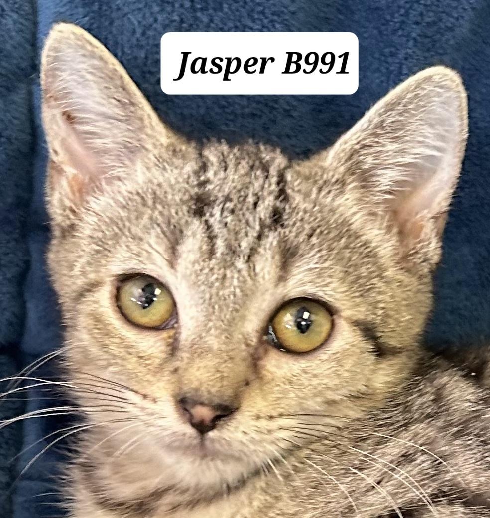 Enlarge Jasper, a ADOPTABLE Domestic Short Hair in Morganton, NC image 1/1